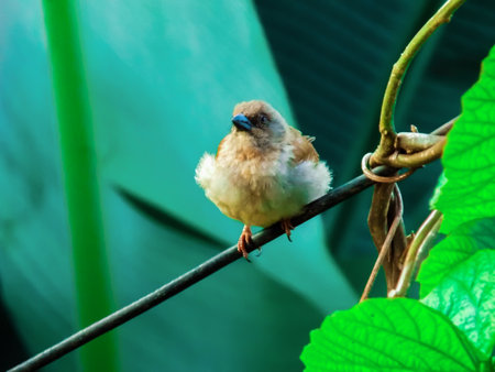 Closeup of a small bird on a wire in the rainforest