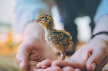 pequeña pequeña codorniz aves de corral pollito blanco pájaro Foto de archivo