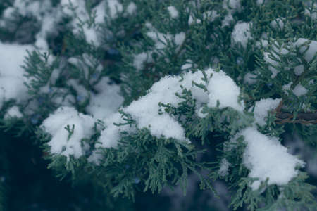 Spruce branches in the common blue are slightly covered with snow