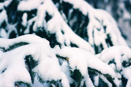 Spruce branches covered with snow in winter