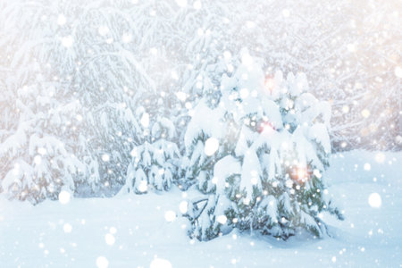 Blurred landscapes frozen winter forest with snow covered trees outdoor landscape Фото со стока