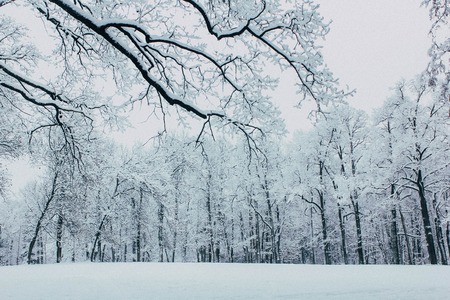 Evening frosty winter park morning frost winter snow fairy tale