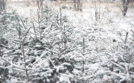 Winter forest landscape of winter forest on a sunny day snow covered trees and christmas trees in the forest branches under the snow bad snowy weather cold day