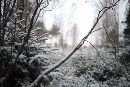 Winter forest landscape of winter forest on a sunny day snow covered trees and christmas trees in the forest branches under the snow bad snowy weather cold day Фото со стока