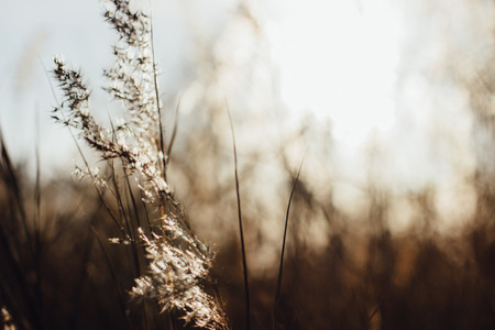 Soft focus of beach dry grass reeds stalks blowing in the wind at golden sunset light Фото со стока