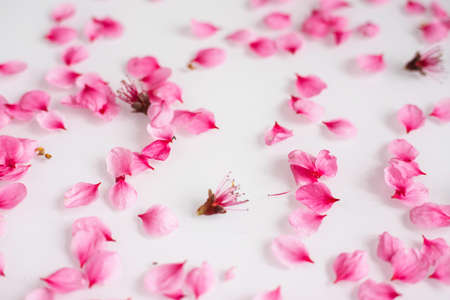 Los pétalos de flor de durazno rosa están esparcidos sobre un fondo blanco. Textura natural. El concepto de primavera y romance.