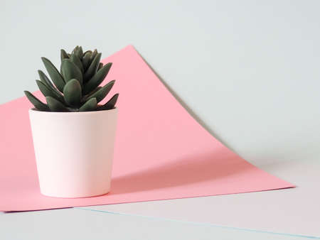 Potted plant on a colored background with shadow space for text succulents in a pot minimalism ready made postcard Stock Photo