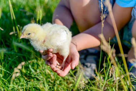 Close up de la mano de un muchacho que sostiene un pequeño polluelo con sus ambas manos durante la reproducción de las hierbas verdes.