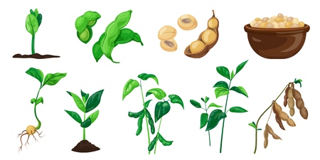 Soybean icons set cartoon style Фото со стока