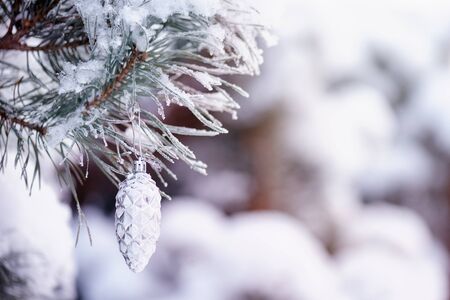 Branch in the snow with cone fir branch with pine cone and snow flakes