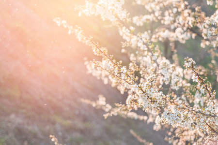 Floración primaveral de flores de cerezo blancas en los rayos de luz.