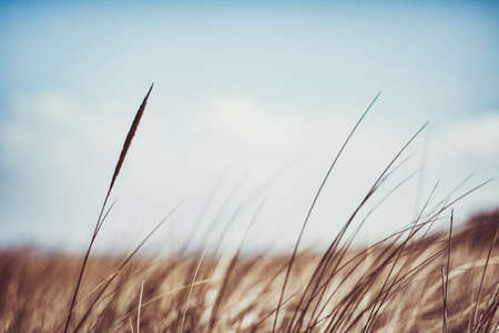 Beauty in nature balanced lifestyle environmental concept rustic summer field