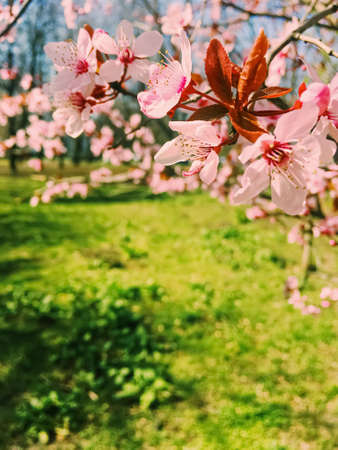 Las flores del manzano florecen, florecen en primavera soleada