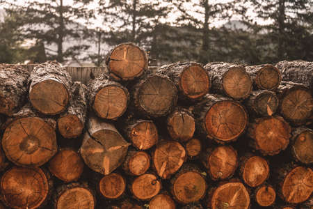 Woodpile of freshly harvested spruce logs trunks of trees cut and stacked in forest wooden logs selective focus