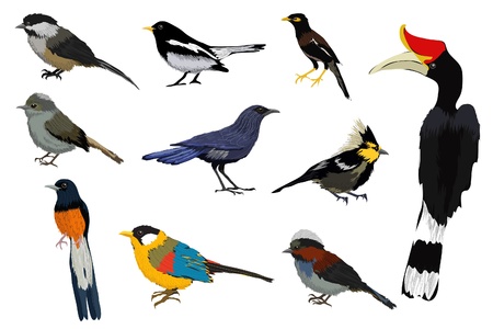 Ilustración vectorial de una colección de aves de colores Foto de archivo