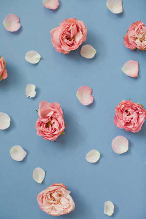 Rosas rosas y pétalos sobre un fondo azul. Vista superior