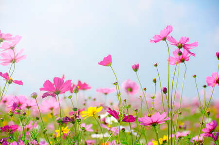 Campo de flores del cosmos en un día soleado.