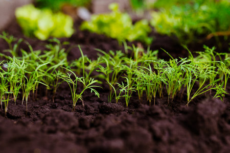 Young dill sprouts in the ground plant seedlings young plant grow sequence in soil garden agriculture