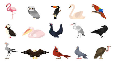 Varios conjuntos de aves. Colección de aves silvestres