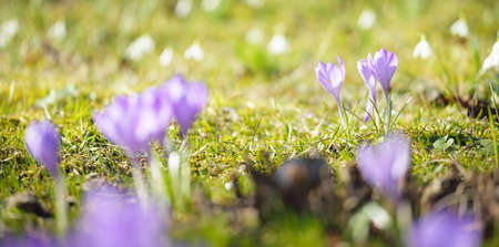 Flores de azafrán florecientes en un parque, primer plano. Inicio de la primavera. Europa. Símbolo de paz y alegría, concepto de Pascua. Paisajismo, jardinería, ecoturismo, conservación del medio ambiente. Arte, macrofotografía, bokeh