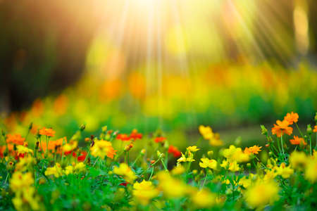 Flor salvaje del prado hermoso en fondo de la luz del sol de la mañana. (Foco selectivo)