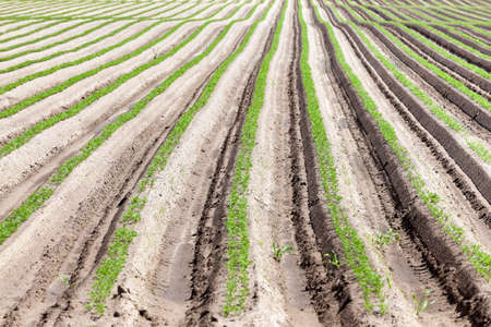 Agricultural field on which grow green young carrots agriculture farming