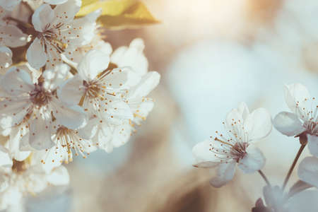 hermoso fondo de primavera flor de cerezo