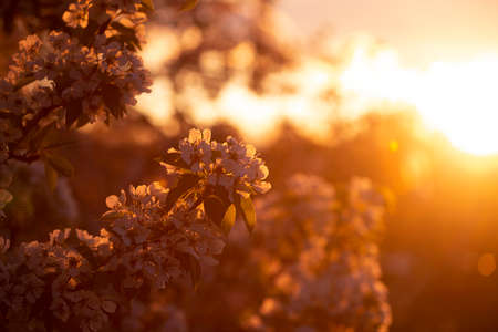 Blossoming pear branch in the spring garden at sunset Archivio Fotografico