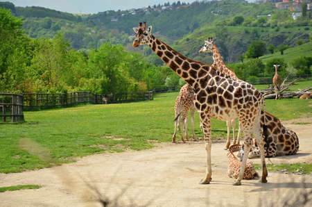 Rothschild jirafa en el zoológico de Praga