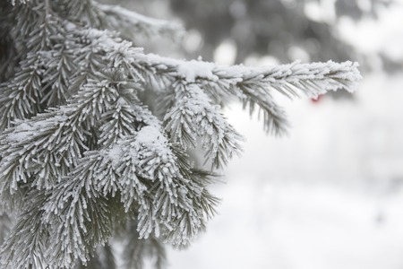 Snow cowered fir branches winter blur background frost tree