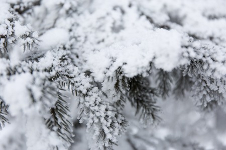 Snow cowered fir branches winter blur background frost tree Фото со стока