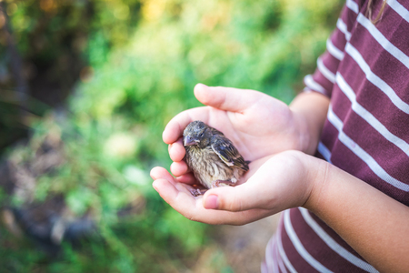 El pajarito que cayó del nido en manos de un niño.