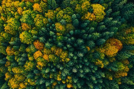 Aerial view of autumn colorful tree tops and pines