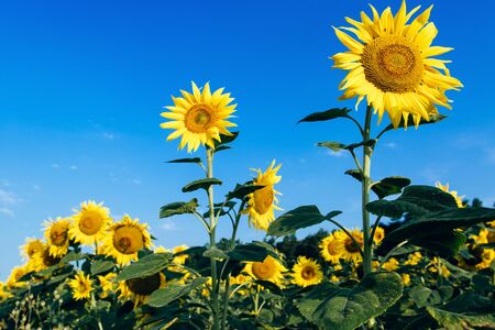 Industria agraria. Girasol amarillo Fieldsover nublado cielo azul