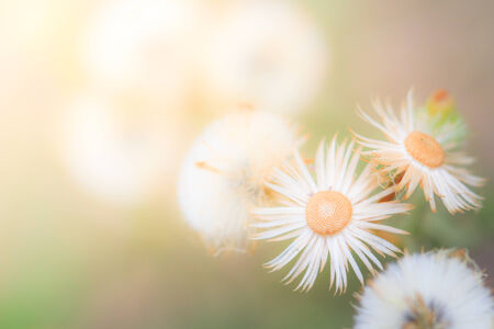 Small flowers soft focus