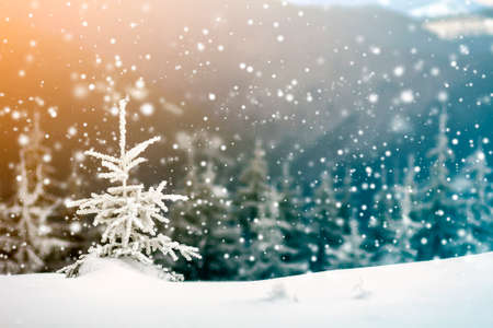 Winter landscape with snow covered small pine tree Фото со стока