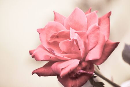 Un primer plano de una rosa rosa Foto de archivo