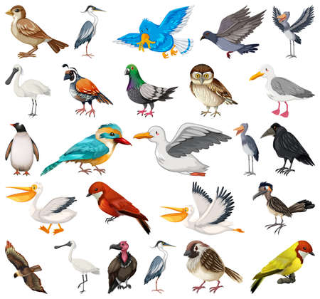 Diferentes tipos de ilustración de colección de aves.