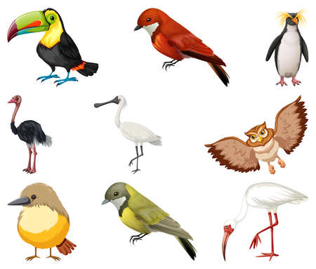 Diferentes tipos de ilustración de colección de aves.
