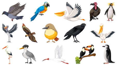 Diferentes tipos de ilustración de colección de aves.