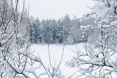 Forest and field under the snow on cold winter day