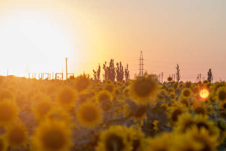 Defocused hermosa puesta de sol amarillo sobre el campo de girasol Foto de archivo