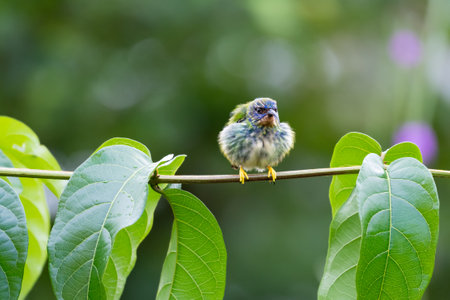 Cute colorful bird fluffing his feathers on a branch in the rainforest of trinidad and tobago