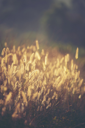 Vintage photo of beautiful wild flower sunset Stock Photo