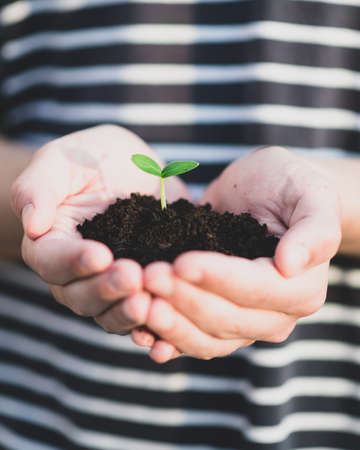 Hands hold the soil with a sprout