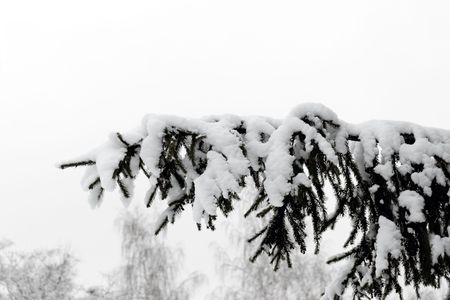 First snow on a long branch of a fir