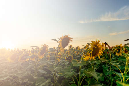 campo de girasoles florecientes en un atardecer de fondo