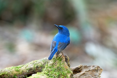 Empidonax de Hainan azul