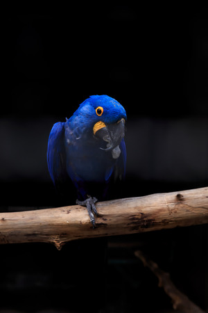 guacamayo jacinto de cerca con el fondo oscuro Foto de archivo