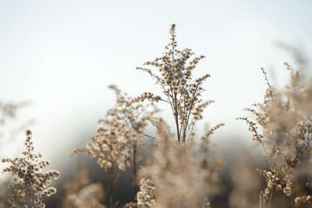 Dry branches of grass and flowers on a winter snowy field seasonal cold nature background winter landscape details wild plants frozen and covered with snow and ice in meadow